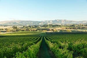 131461-greystone-vineyard-web-1920px-jpg